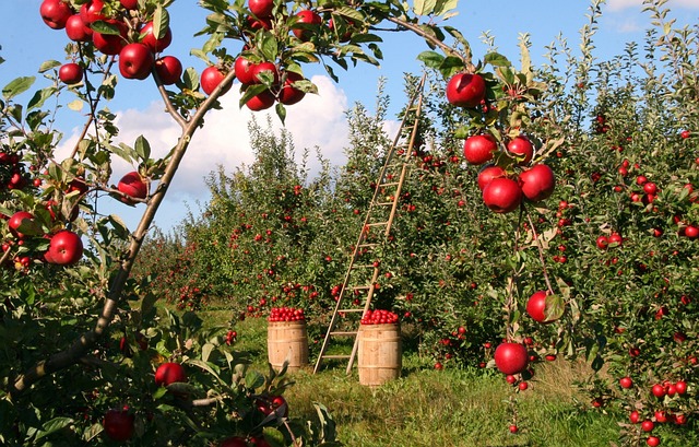 úroda jablek