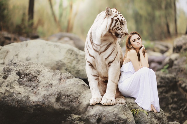 žena pózující s bílým tygrem